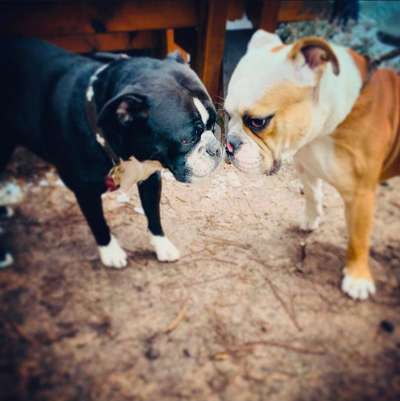 Bester Freund, Hundekumpel - zeigt her!-Beitrag-Bild