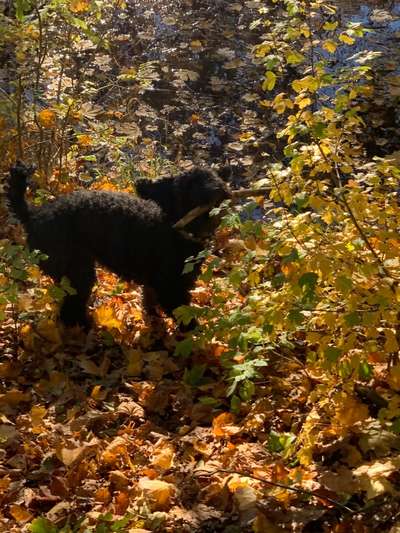 Wald Bild-Beitrag-Bild