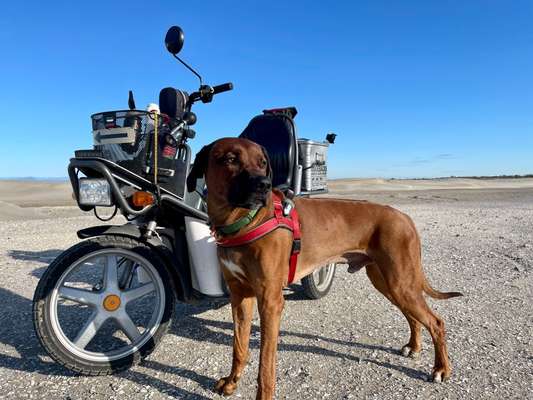 Rhodesian Ridgeback-Beitrag-Bild