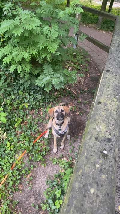 Hundetreffen-Play Date und gemeinsame Gassi Runde an der Hase.-Bild