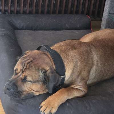 Hundetreffen-Junghundetreffen,Sozialisierung-Bild