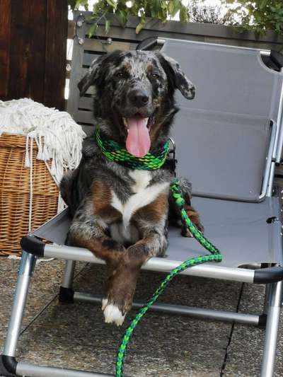 Die Dogorama Kalender Challenge Titelbild-Beitrag-Bild