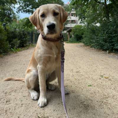 Hundetreffen-Gemeinsame Spaziergänge-Bild