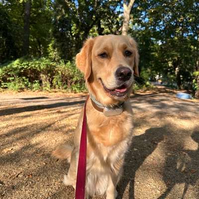 Hundetreffen-Gassi Freunde gesucht-Bild