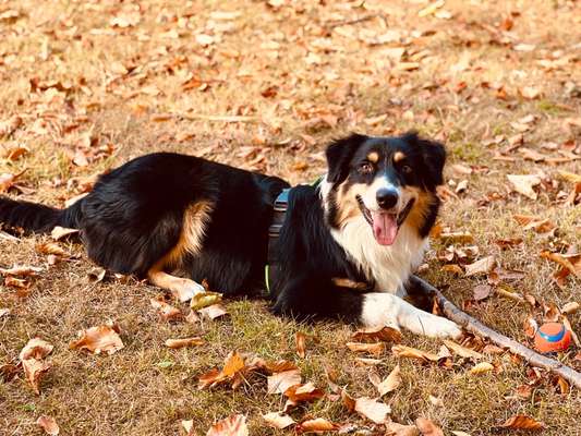 Herbst Bilder-Beitrag-Bild