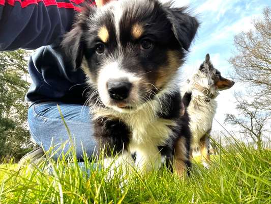 Welpen Bilder !-Beitrag-Bild