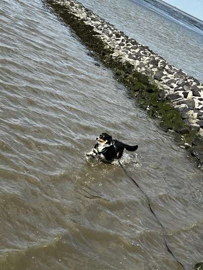 Foto-Challenge Nr. 90: Lebensfreude-Beitrag-Bild