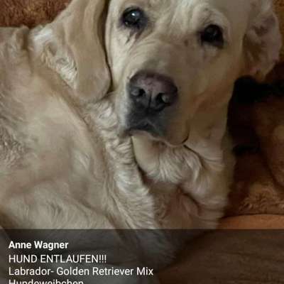 Suchmeldung-Labrador-Golden Retriever-Mix-Bild