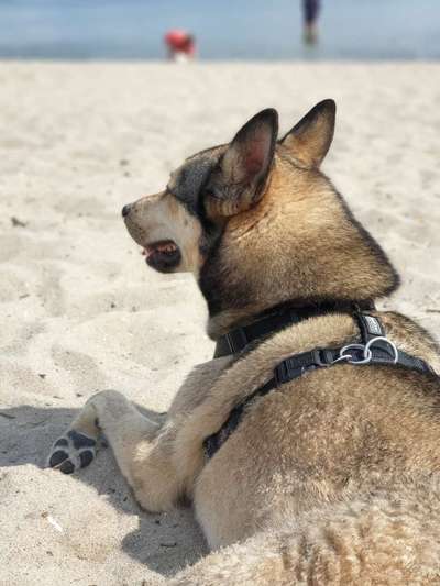 Fotochallenge 37- Sommerfeeling-Beitrag-Bild