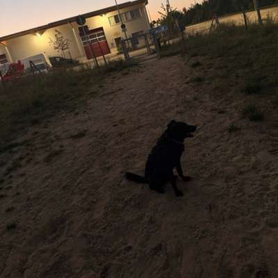 Hundetreffen-Treffen auf Hundewiesen-Bild