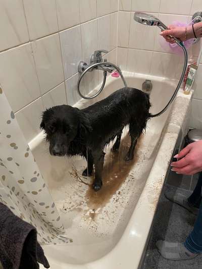 Hundetreffen-Hundefreunde und Gassipartner gesucht :-)-Bild