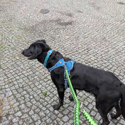Hundetreffen-Training Hundekontakt-Bild