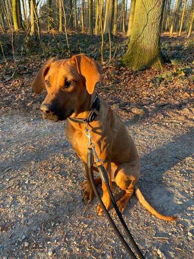 Rhodesian Ridgeback-Beitrag-Bild