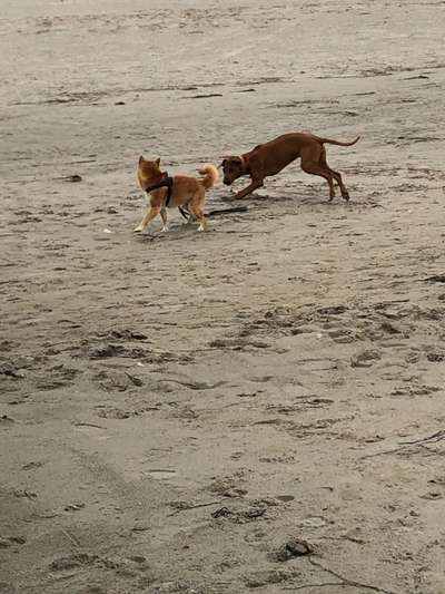 Rhodesian Ridgeback-Beitrag-Bild