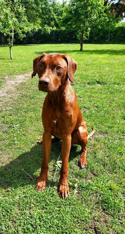 Hundetreffen-Richbacktreffen in Visselhövede-Bild