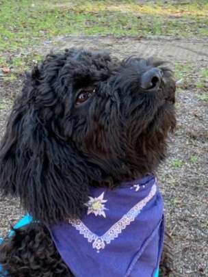 Dogorama Photo Challenge - Hundeblick zum hinschmelzen-Beitrag-Bild