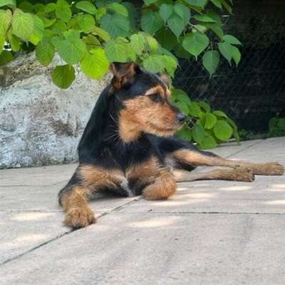 Hundetreffen-Junghundetreffen-Bild