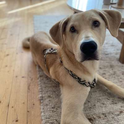 Hundetreffen-Social Walk gesucht-Bild