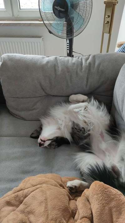 Zeigt mir die lustigsten Schlafpositionen eurer Fellnasen-Beitrag-Bild