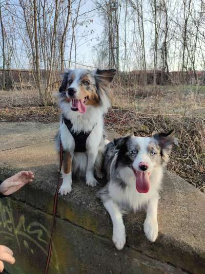 Bester Freund, Hundekumpel - zeigt her!-Beitrag-Bild