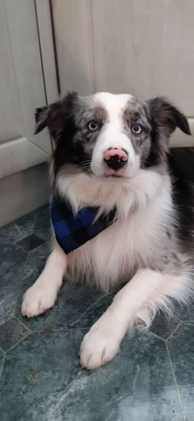 Challenge 23 : "  Euer Hund beim Frühlingserwachen "-Beitrag-Bild