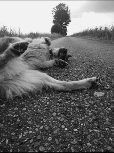 Fotochallenge No. 26                                     Wald und Wiese-Beitrag-Bild