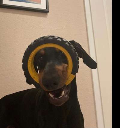 Die Dogorama-Wochen-Challenge "Die schönste Grimasse"-Beitrag-Bild