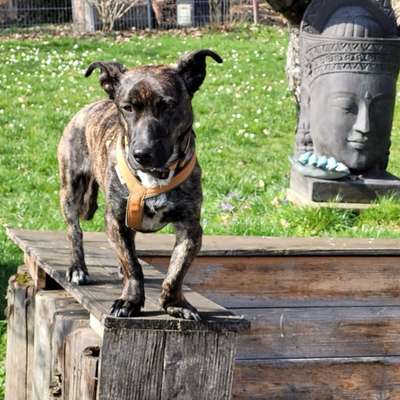 Hundetreffen-Yoko freut sich über Kumpels und Kumpelinen zum Gassi gehen-Bild