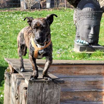 Hundetreffen-Yoko freut sich über Kumpels und Kumpelinen zum Gassi gehen-Bild