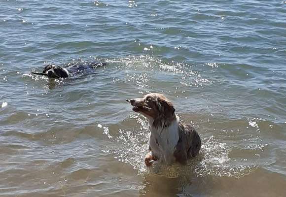 Dogorama-Monats-Challenge-Mai "Wasser"-Beitrag-Bild