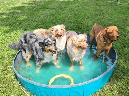 Die Dogorama Kalender Challenge 4/4-Beitrag-Bild