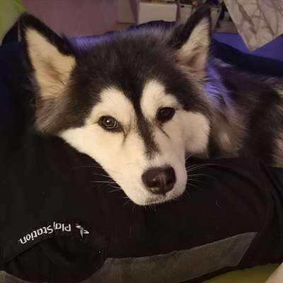 Hundetreffen-Spiele Stunde in wuppertal-Bild