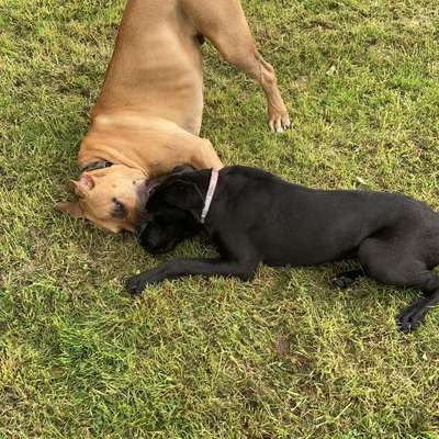 Hundetreffen-Hundeinsel am Kraftwerk-Bild