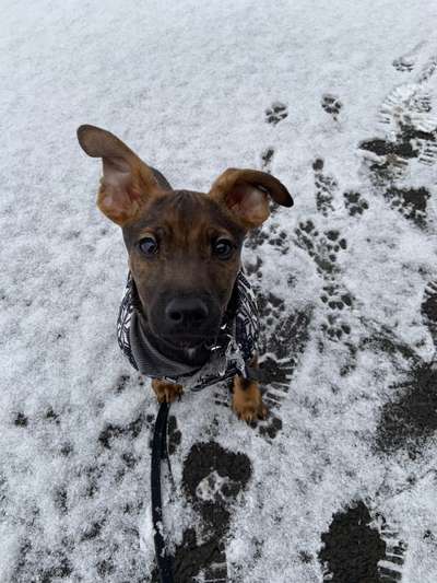 Die Dogorama Kalender Challenge Teil 2/4-Beitrag-Bild