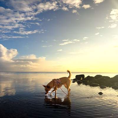 Hundetreffen-Social Walks-Bild