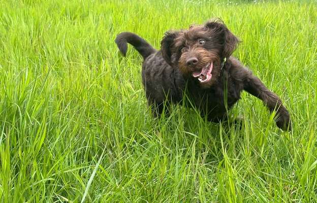 Hundetreffen-Gassi & Spiel-Bild