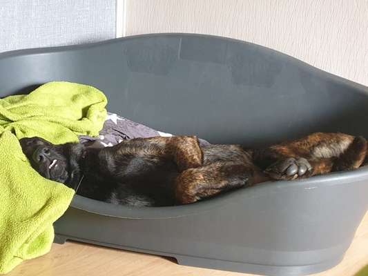 Lustigsten Grimassen von euren Hunden-Beitrag-Bild