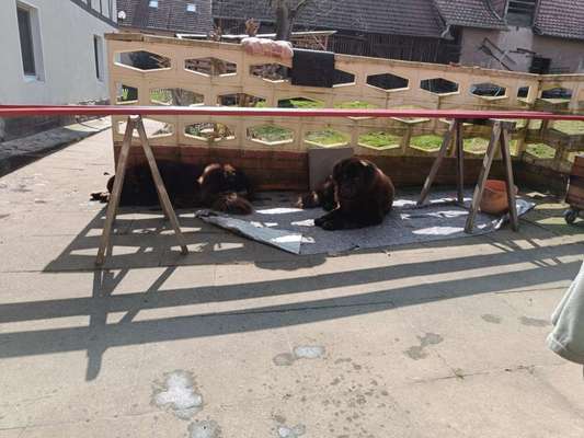 Neufundländer Freunde!-Beitrag-Bild