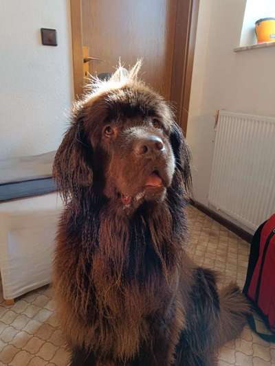 Neufundländer Freunde!-Beitrag-Bild