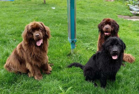 Neufundländer Freunde!-Beitrag-Bild