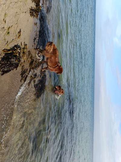 Neufundländer Freunde!-Beitrag-Bild