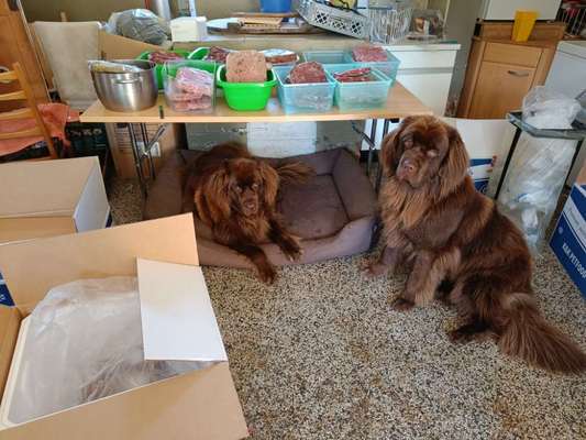 Neufundländer Freunde!-Beitrag-Bild