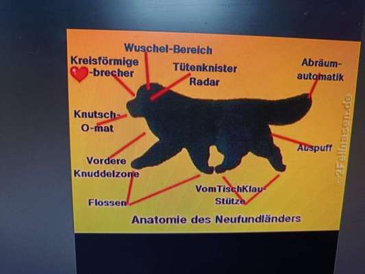 Neufundländer Freunde!-Beitrag-Bild