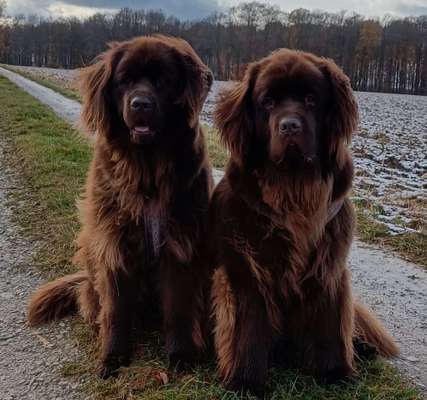 Was schätzt ihr an eurem Hund besonders?-Beitrag-Bild