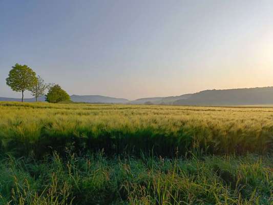 Neufundländer Freunde!-Beitrag-Bild