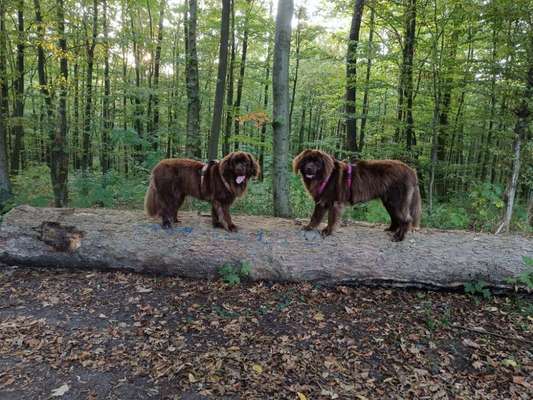 Foto -Challenge  Thema : Dein Hund Im Wald-Beitrag-Bild