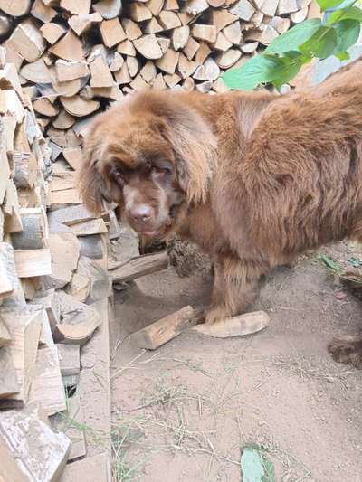 Neufundländer Freunde!-Beitrag-Bild