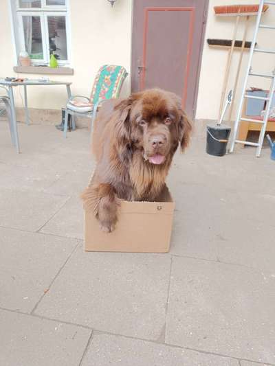 Neufundländer Freunde!-Beitrag-Bild