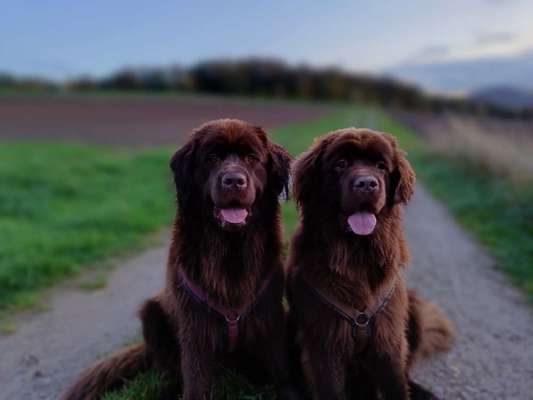 Neufundländer Freunde!-Beitrag-Bild