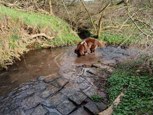 Neufundländer Freunde!-Beitrag-Bild